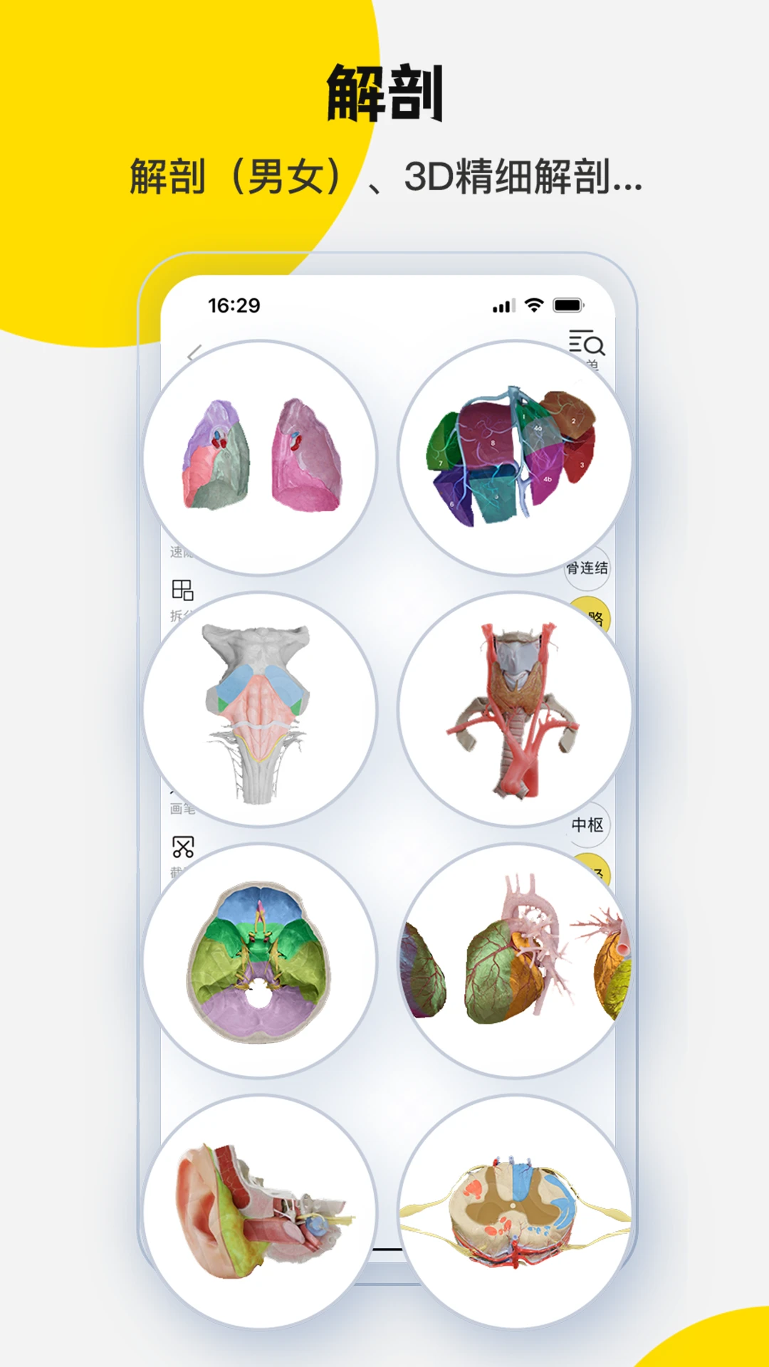 3dbody解剖